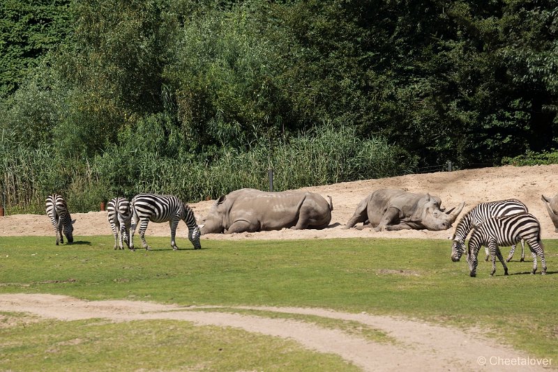 _DSC0130.JPG - Breedlipneushoorn en Grant Zebra