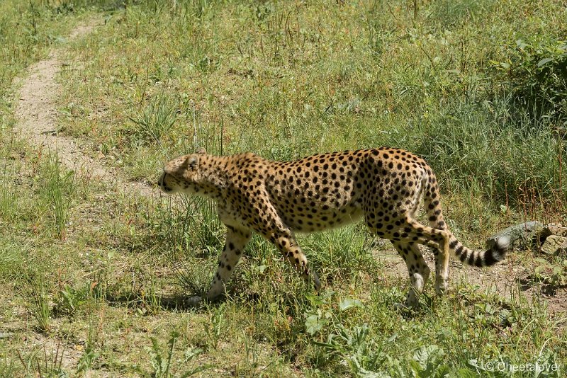 _DSC0237.JPG - Cheeta