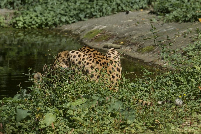 _DSC0242.JPG - Cheeta