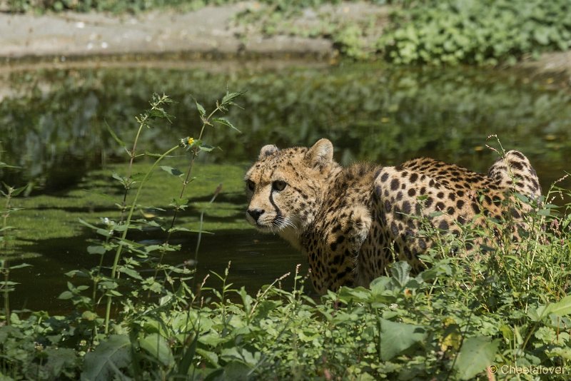 _DSC0261.JPG - Cheeta