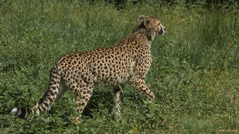 _DSC0268.JPG - Cheeta