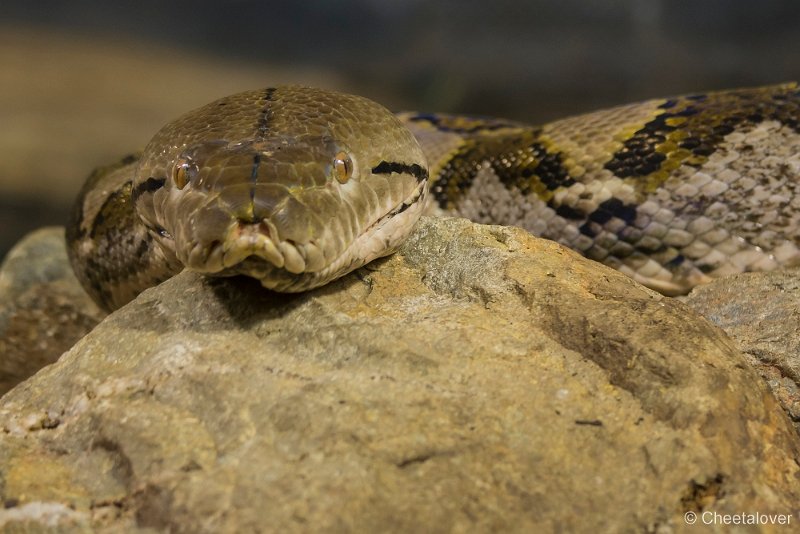 _DSC0401.JPG - Netpython