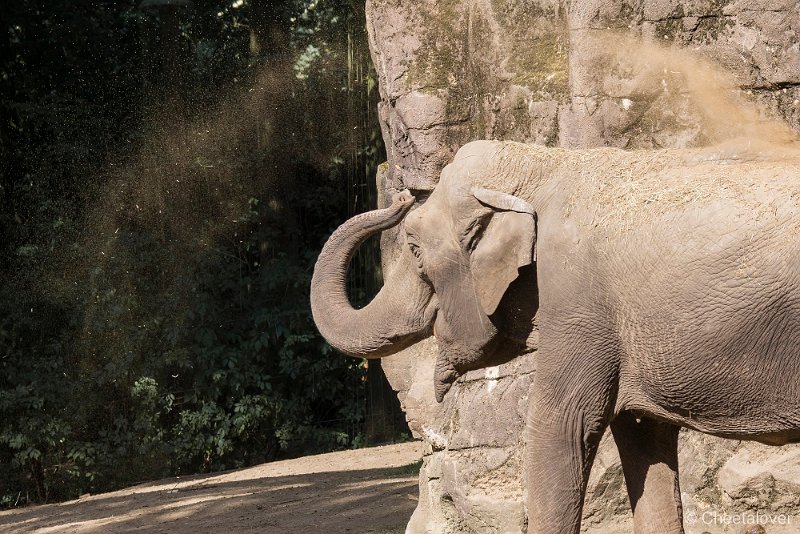 _DSC0530.JPG - Aziatische Olifant