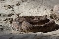 _DSC0070
