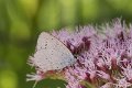 _DSC0366