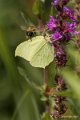 _DSC0370
