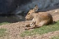 _DSC0387