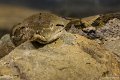 _DSC0401