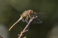 _DSC0460