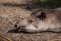 _DSC0485