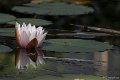 _DSC0495