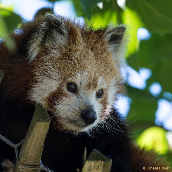 _DSC0001.JPG - Rode Panda