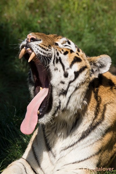 _DSC0187.JPG - Siberische Tijger