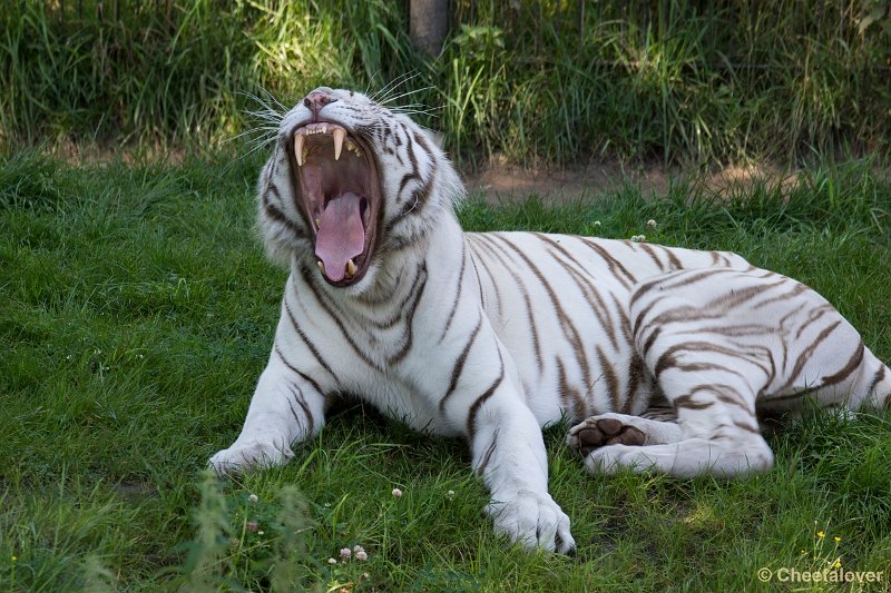 _DSC0210.JPG - Witte Tijger