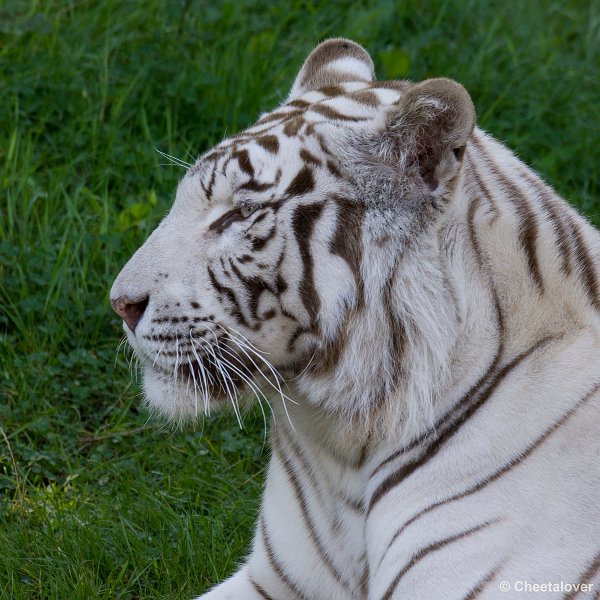 _DSC0222.JPG - Witte Tijger