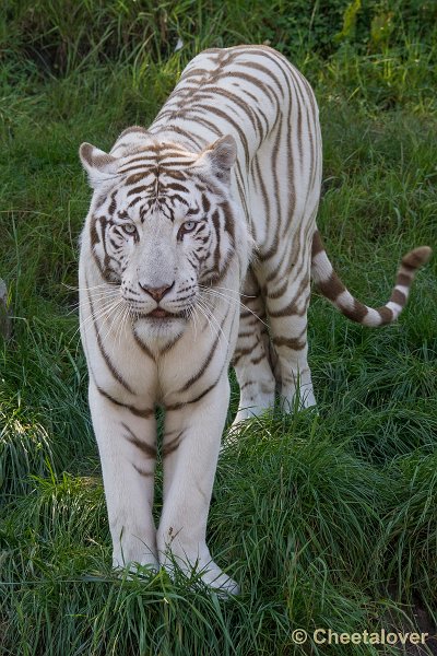 _DSC0236.JPG - Witte Tijger