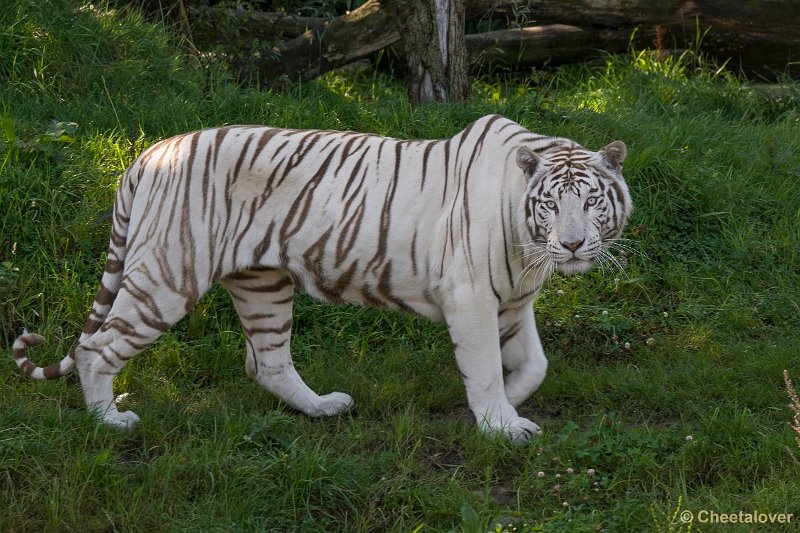 _DSC0265.JPG - Witte Tijger