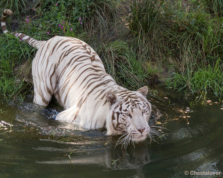 _DSC0277.JPG - Witte Tijger