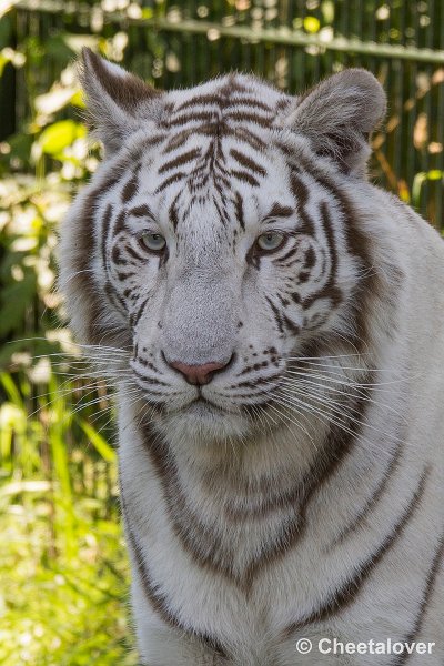 _DSC0285.JPG - Witte Tijger