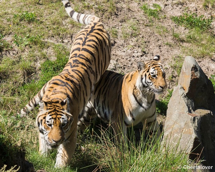 _DSC0303.JPG - Siberische Tijger