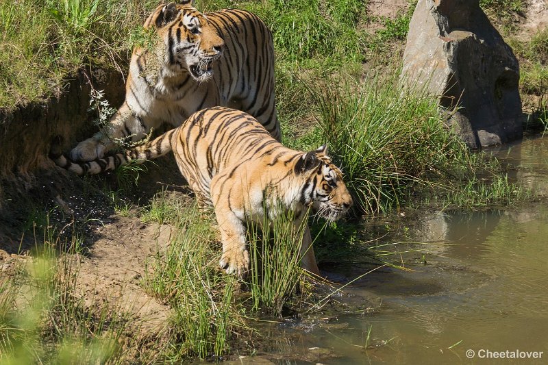 _DSC0309.JPG - Siberische Tijger