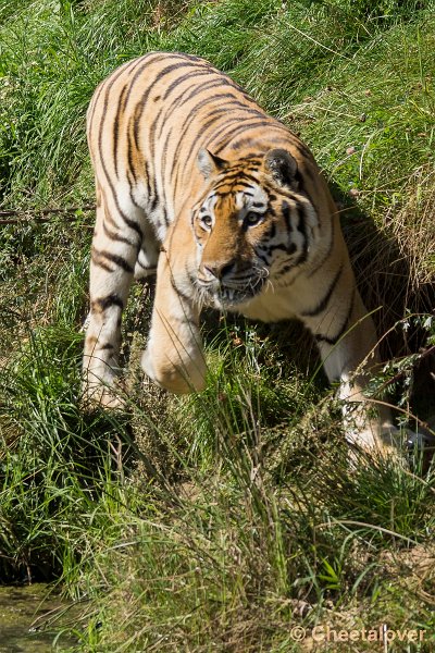 _DSC0330.JPG - Siberische Tijger
