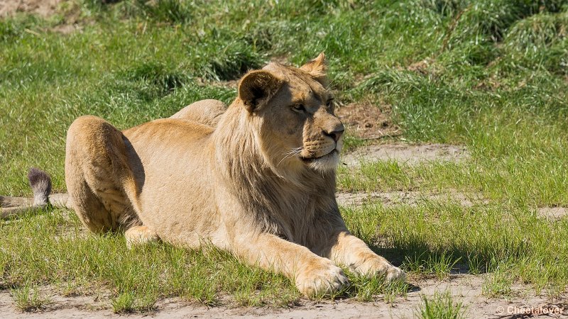 _DSC0375.JPG - Afrikaanse Leeuw