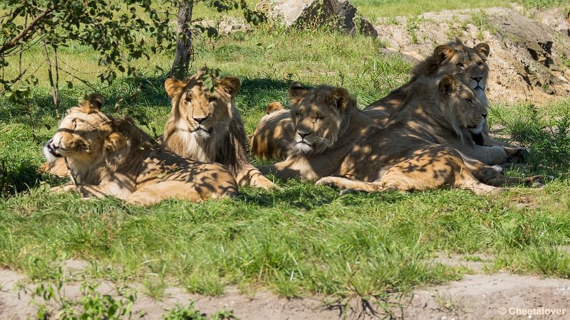 _DSC0423.JPG - Afrikaanse Leeuw