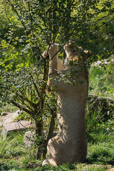 _DSC0437.JPG - Afrikaanse Leeuw