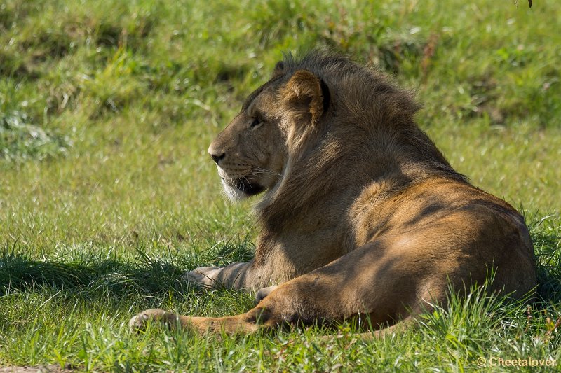 _DSC0453.JPG - Afrikaanse Leeuw