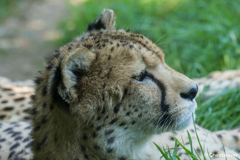 _DSC0470.JPG - Cheeta