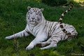 _DSC0229