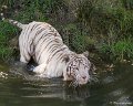 _DSC0277