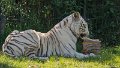 _DSC0296
