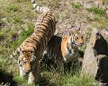 _DSC0303