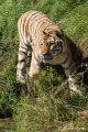 _DSC0330
