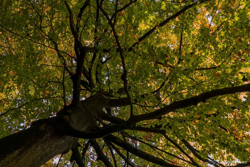 P1310548.JPG - Herfst