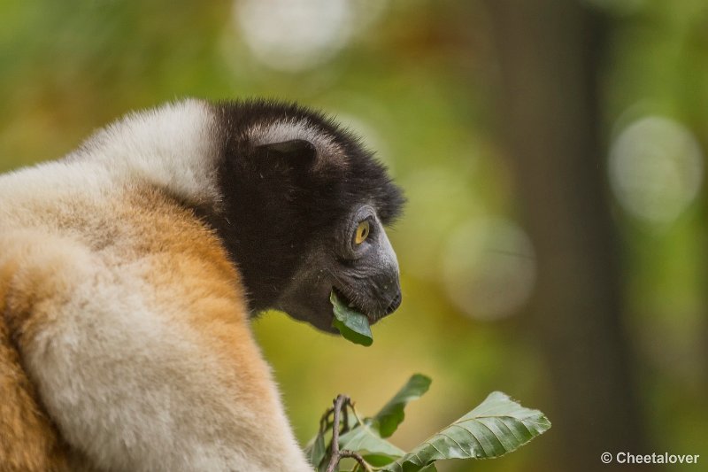 _DSC0178.JPG - Kroonsifaka