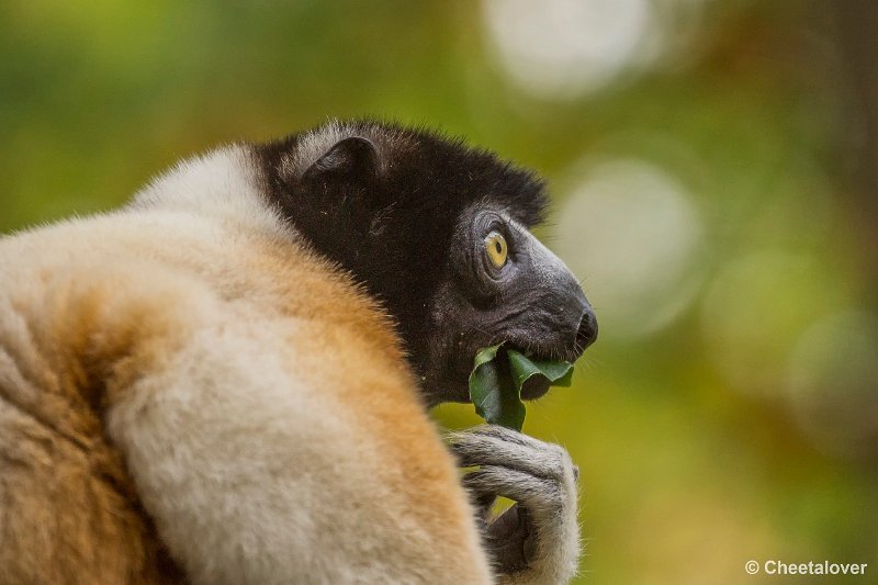 _DSC0215.JPG - Kroonsifaka