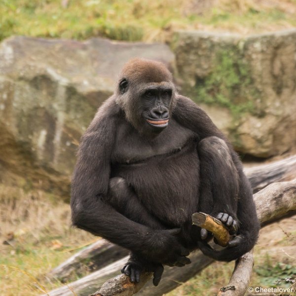 _DSC0324.JPG - Laaglandgorilla