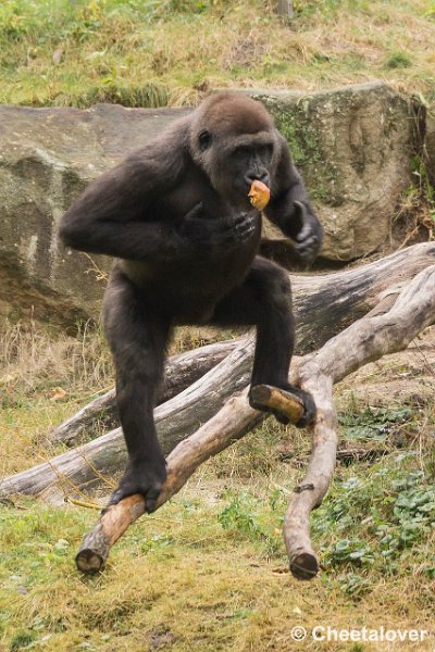 _DSC0342.JPG - Laaglandgorilla