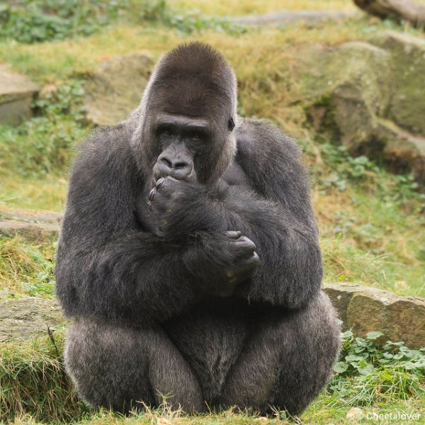 _DSC0353.JPG - Laaglandgorilla
