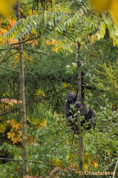 _DSC0360.JPG - Laaglandgorilla