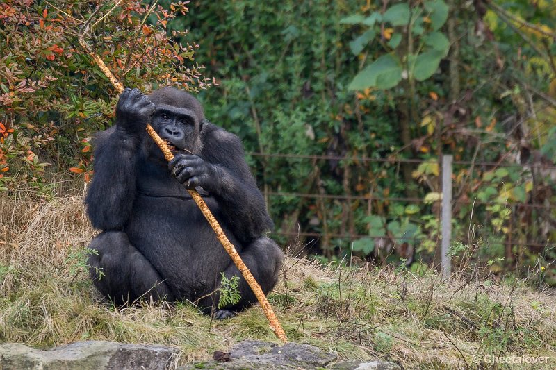 _DSC0379.JPG - Laaglandgorilla