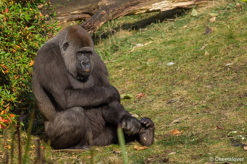 _DSC0399.JPG - Laaglandgorilla