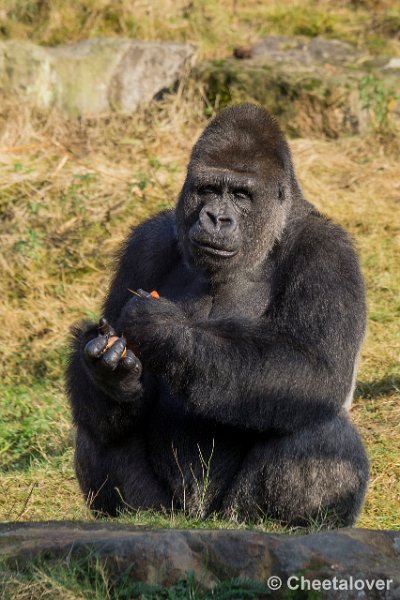 _DSC0407.JPG - Laaglandgorilla