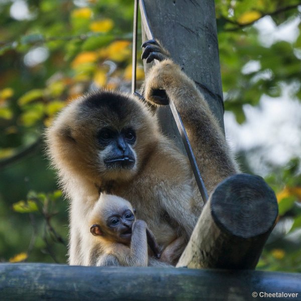 _DSC0495.JPG - Witwanggibbon
