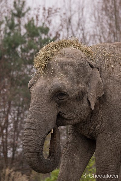 _DSC0060.JPG - Aziatische Olifant