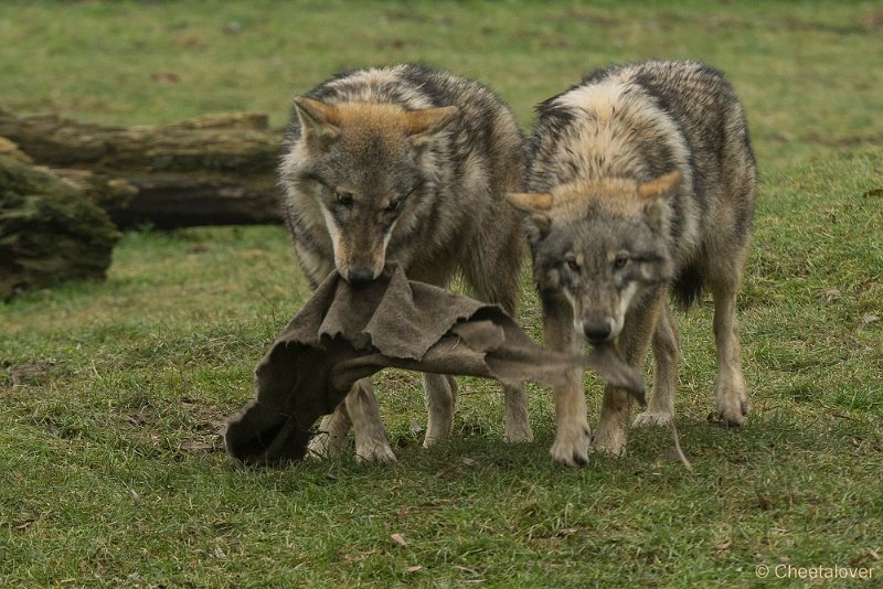 _DSC0362.JPG - Wolf