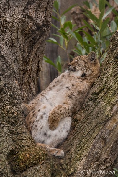 _DSC0378.JPG - Europese Lynx